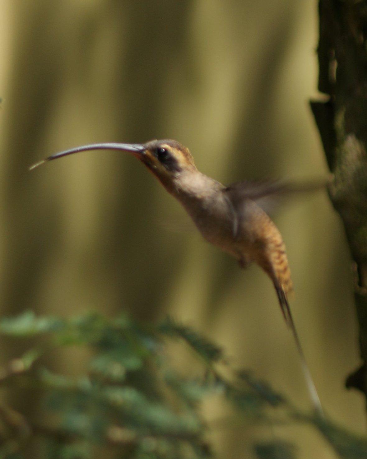 Long-billed Hermit Photo by Robin Oxley
