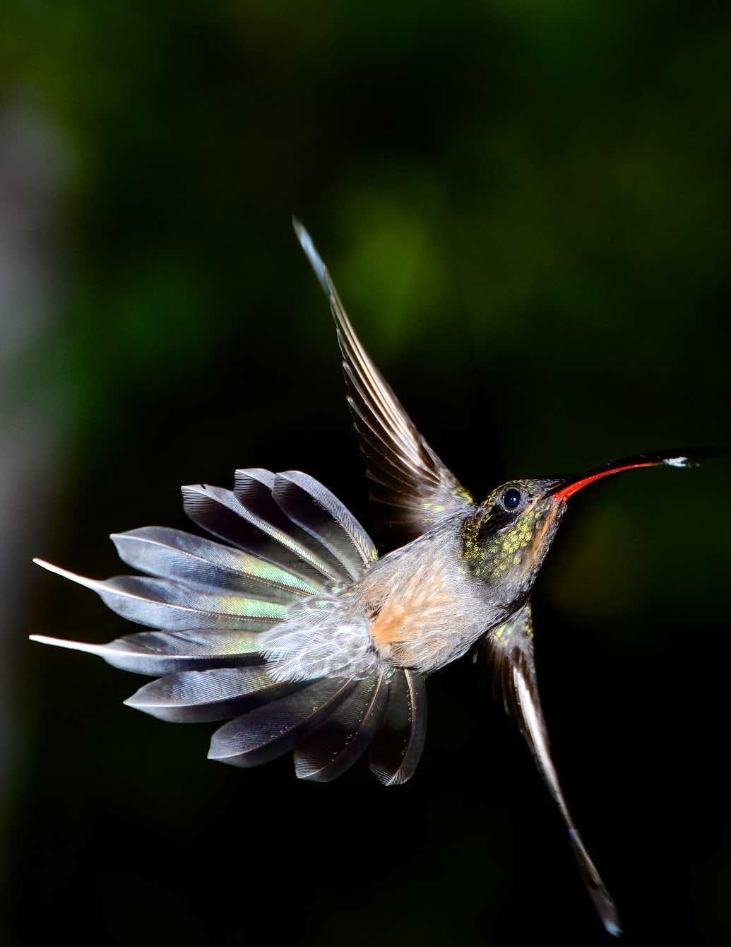 Long-billed Hermit (Baron's) Photo by Andrew Pittman