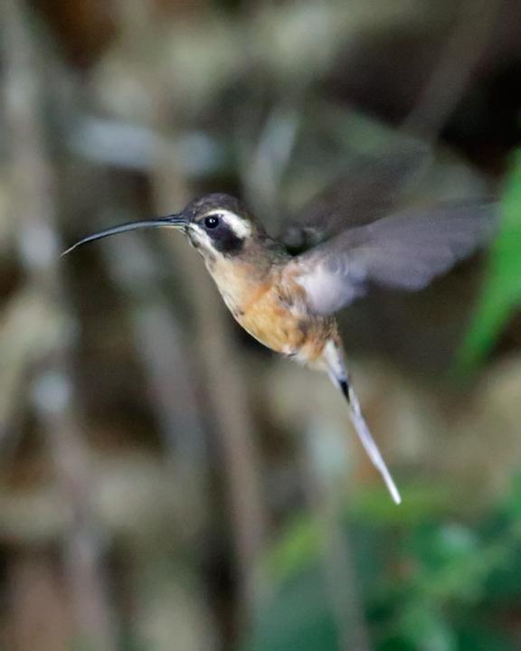 Black-throated Hermit Photo by Nick Athanas