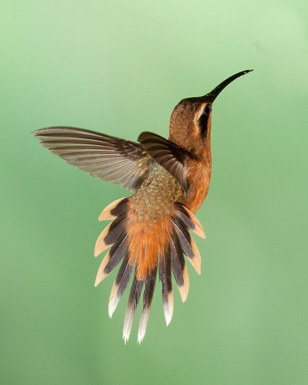 Gray-chinned Hermit Photo by Robert Lewis