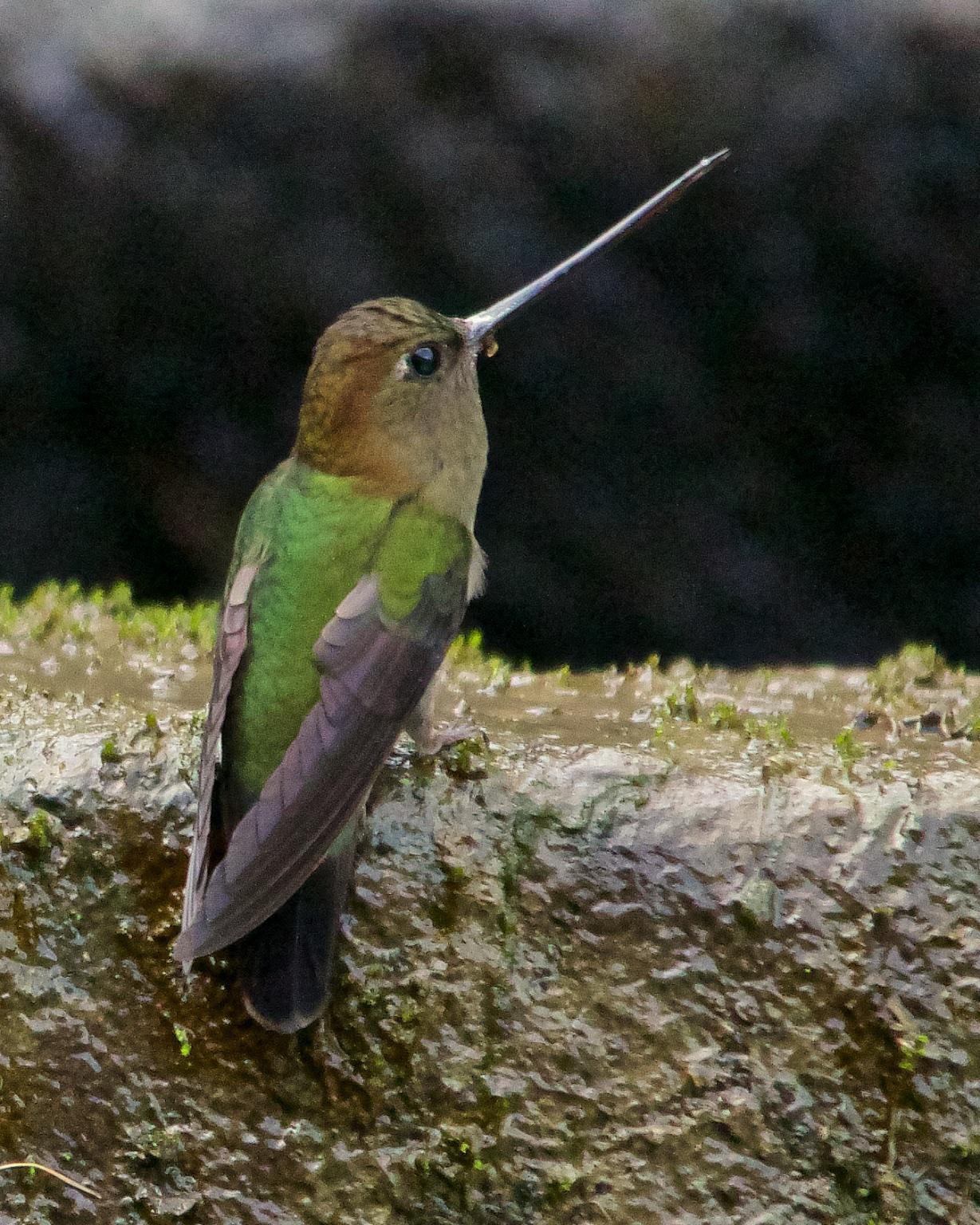 Green-fronted Lancebill Photo by Denis Rivard