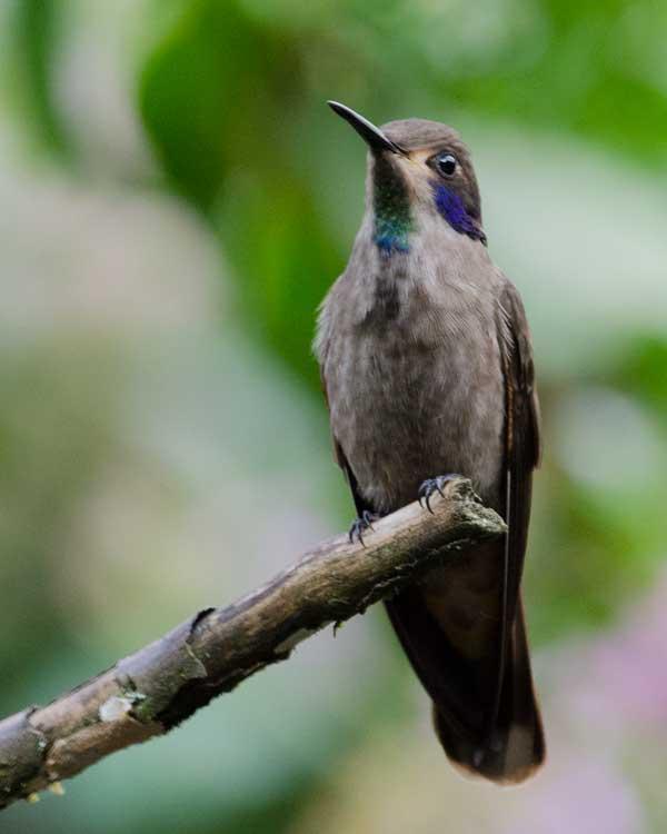 Brown Violetear Photo by Bob Hasenick