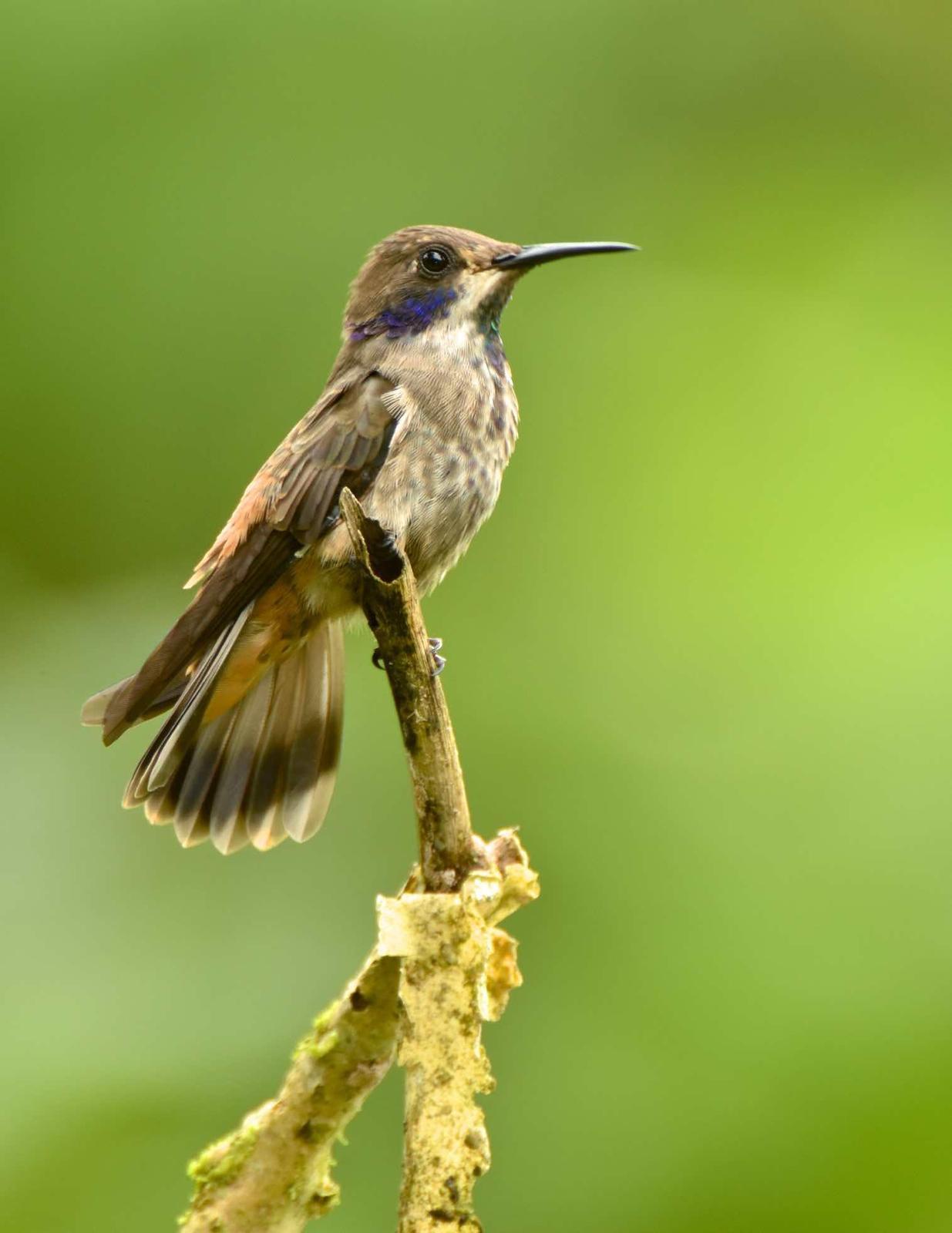 Brown Violetear Photo by Andrew Pittman