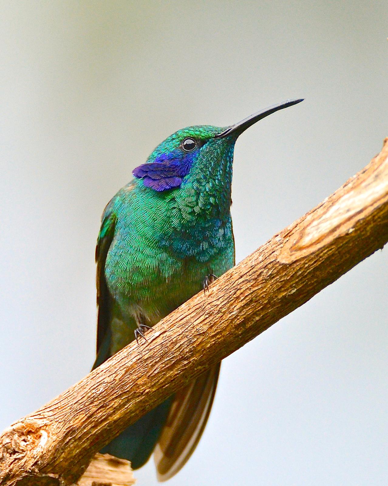 Lesser Violetear (Costa Rican) Photo by Gerald Friesen