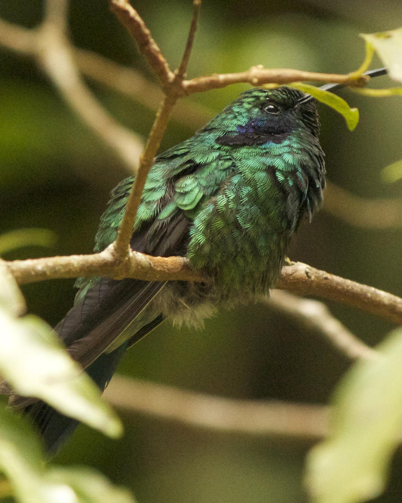 Lesser Violetear (Costa Rican) Photo by Mark Baldwin