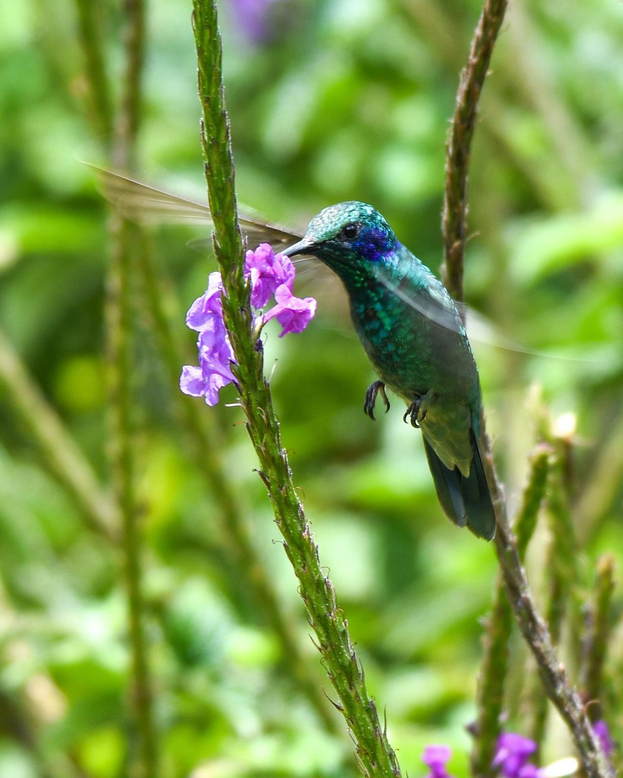 Lesser Violetear (Costa Rican) Photo by Cherylyn Murphy