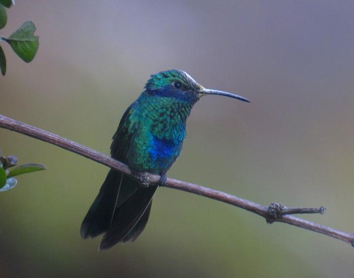 Sparkling Violetear Photo by Andre  Moncrieff