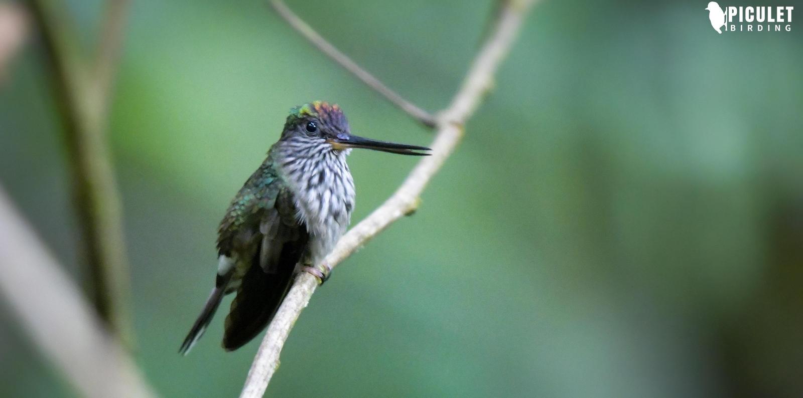 Tooth-billed Hummingbird Photo by Julio Delgado
