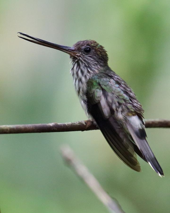 Tooth-billed Hummingbird Photo by Nick Athanas