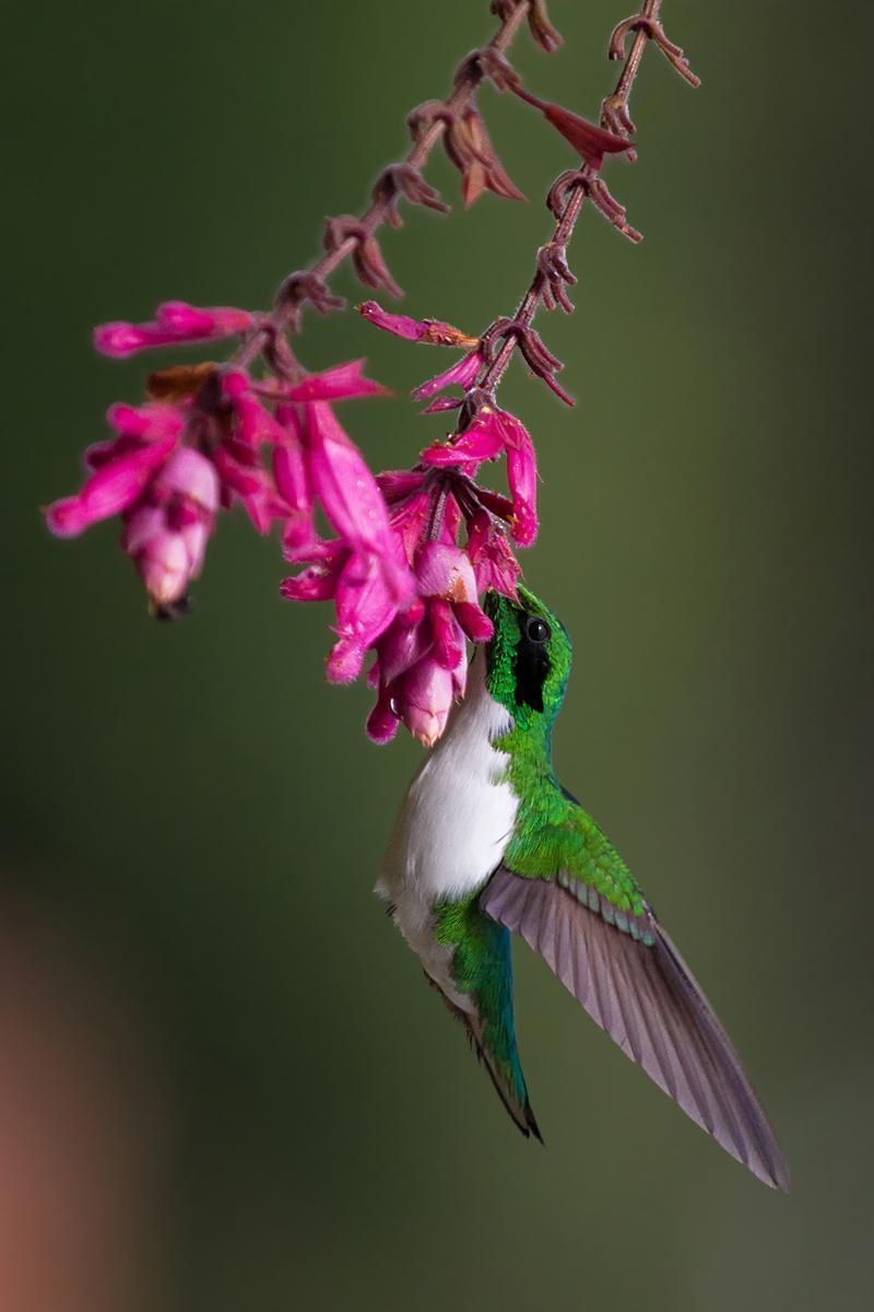 Black-eared Fairy Photo by Alexandre Gualhanone