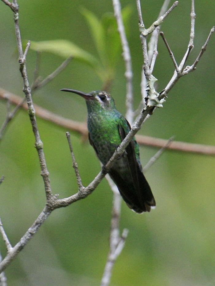 Green-tailed Goldenthroat Photo by Martin Reid