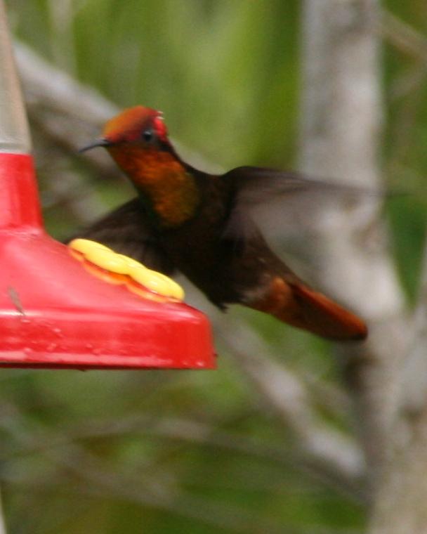 Ruby-topaz Hummingbird Photo by Oscar Johnson
