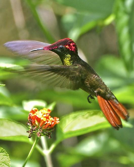 Ruby-topaz Hummingbird Photo by Michel Giraud-Audine