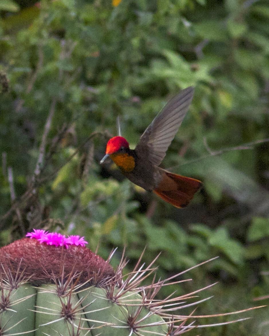 Ruby-topaz Hummingbird Photo by Marcelo Padua