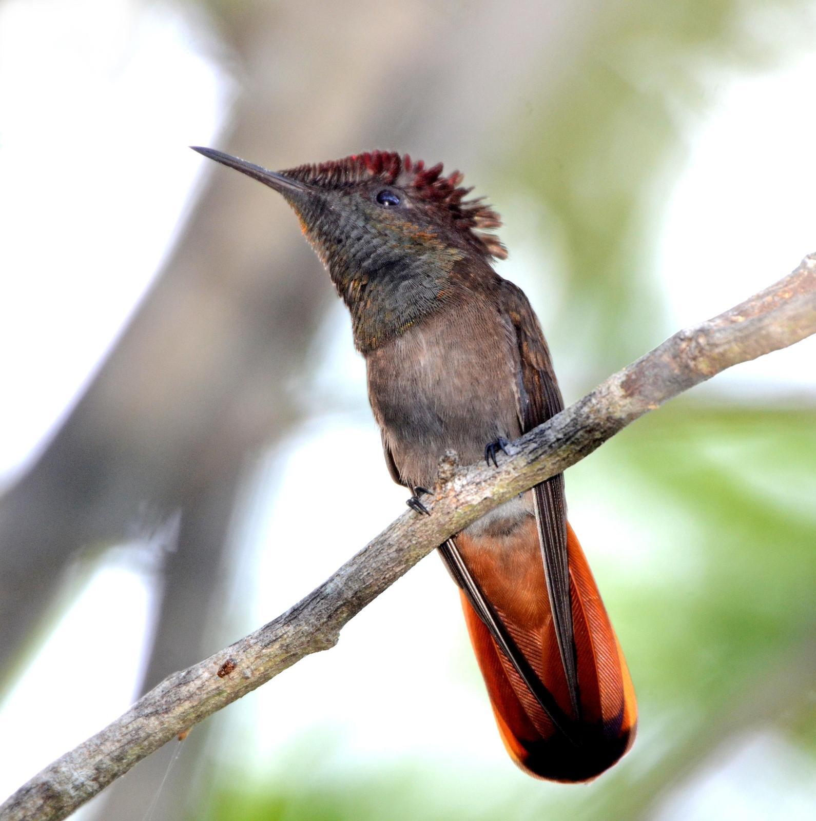 Ruby-topaz Hummingbird Photo by Steven Mlodinow