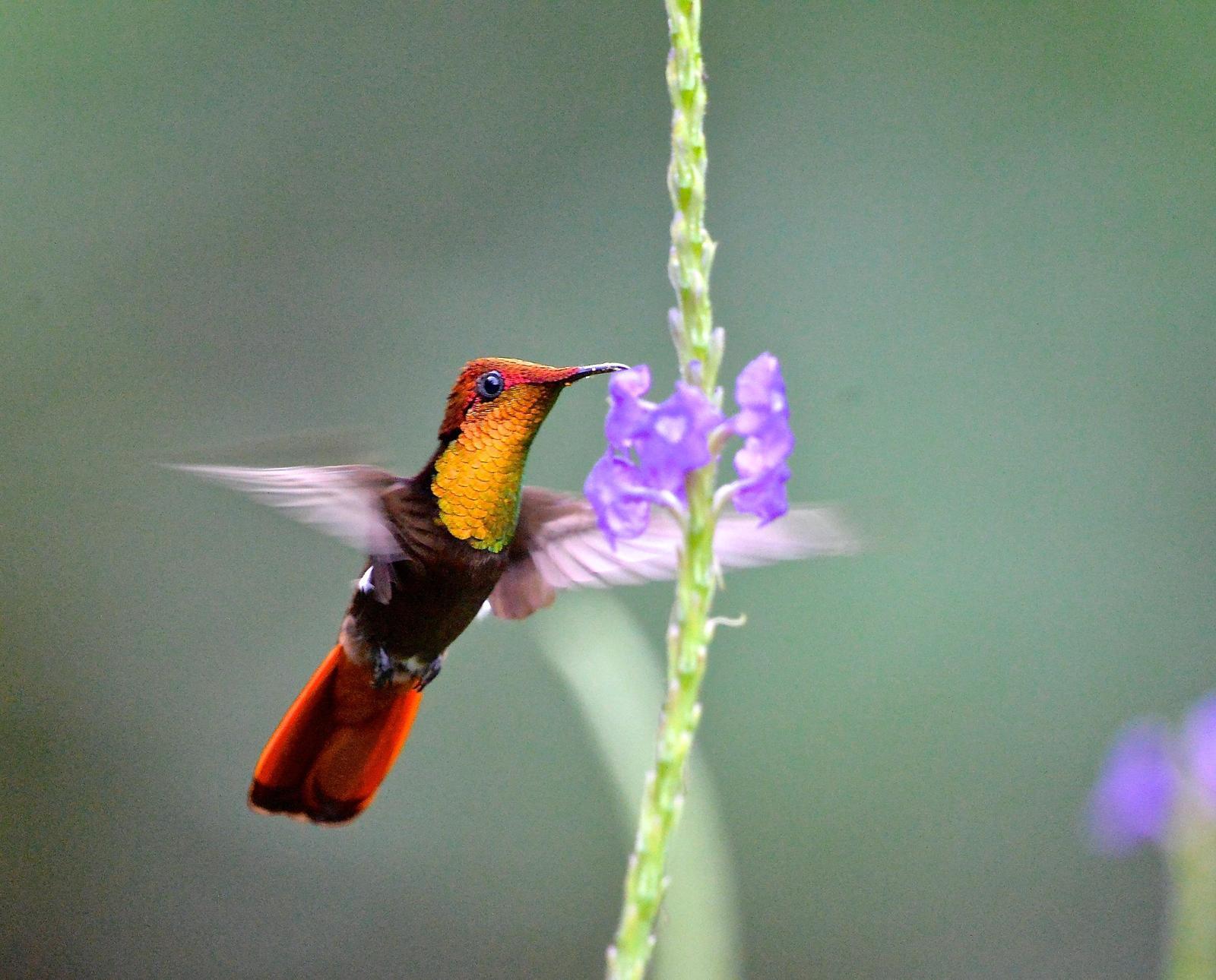 Ruby-topaz Hummingbird Photo by Gerald Friesen