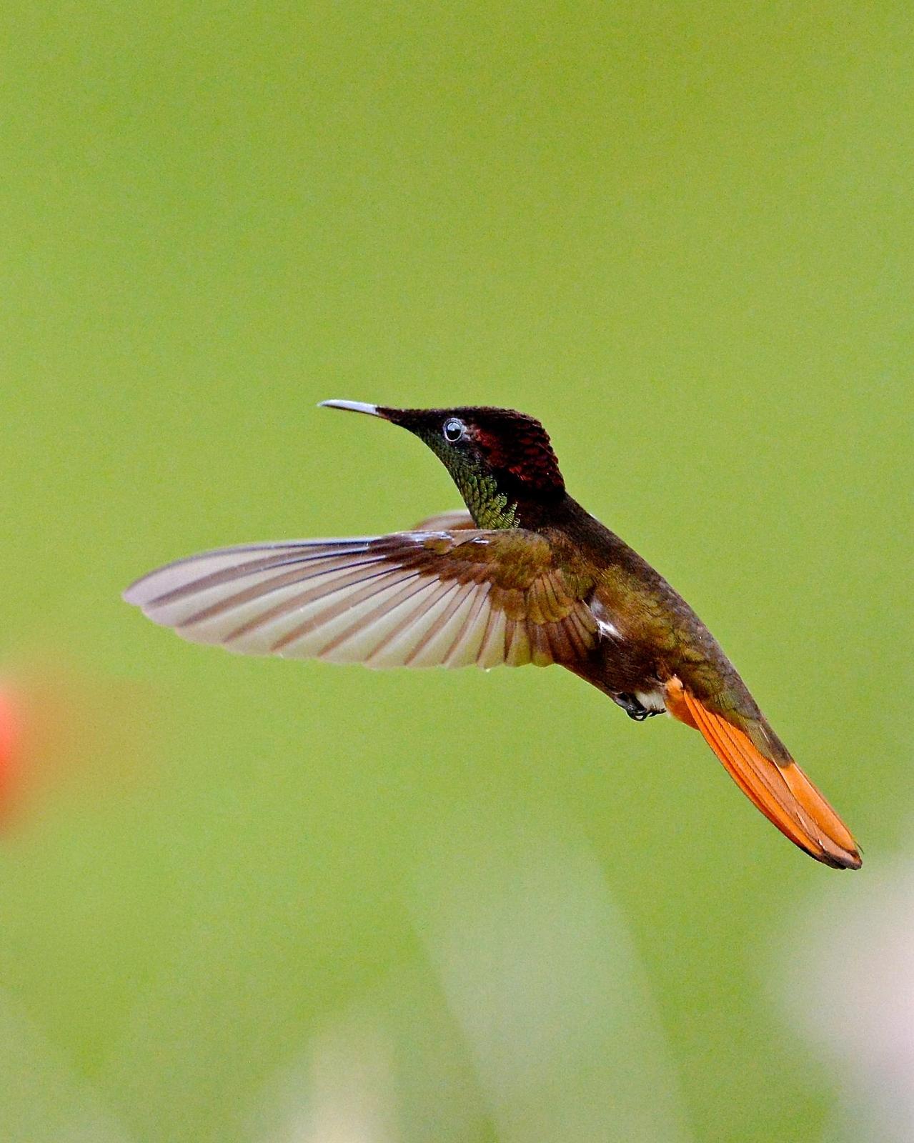 Ruby-topaz Hummingbird Photo by Gerald Friesen