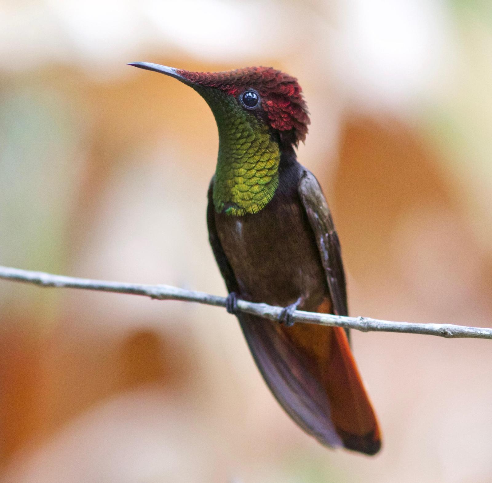 Ruby-topaz Hummingbird Photo by Andre  Moncrieff