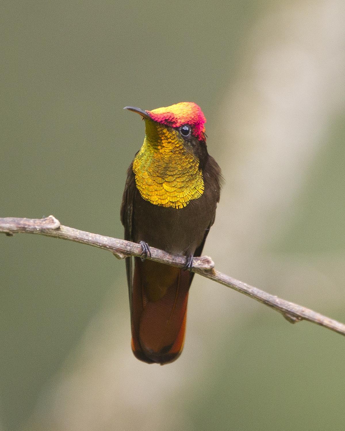 Ruby-topaz Hummingbird Photo by Peter Hawrylyshyn
