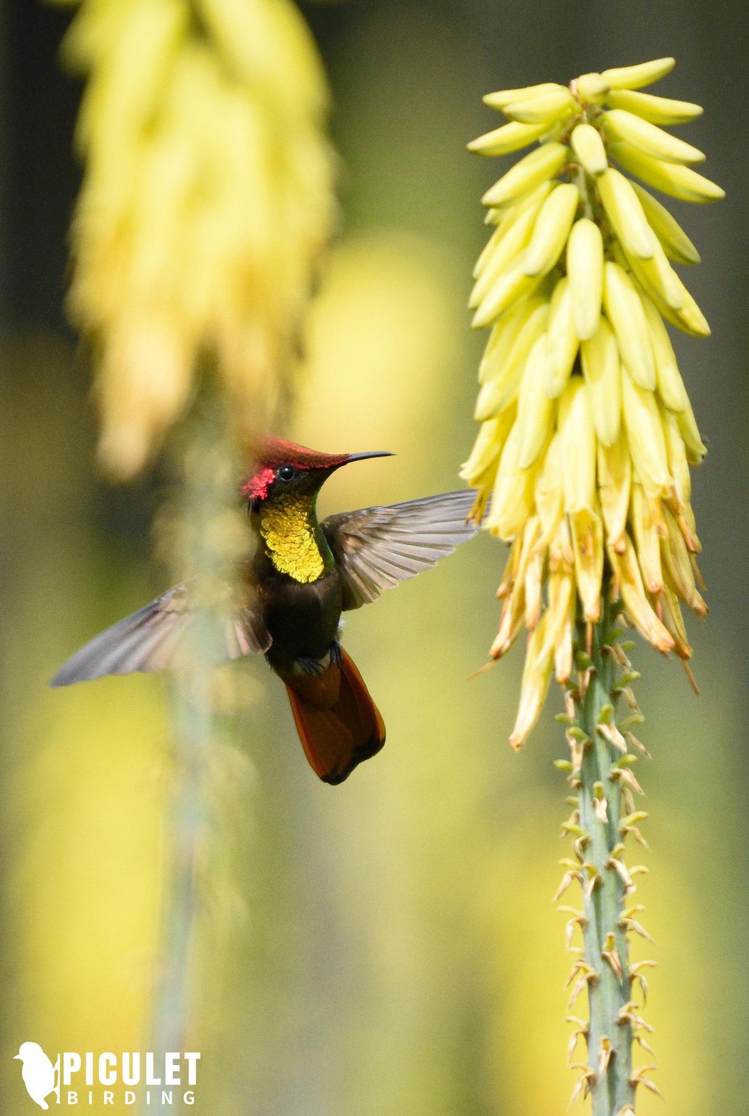 Ruby-topaz Hummingbird Photo by Julio Delgado