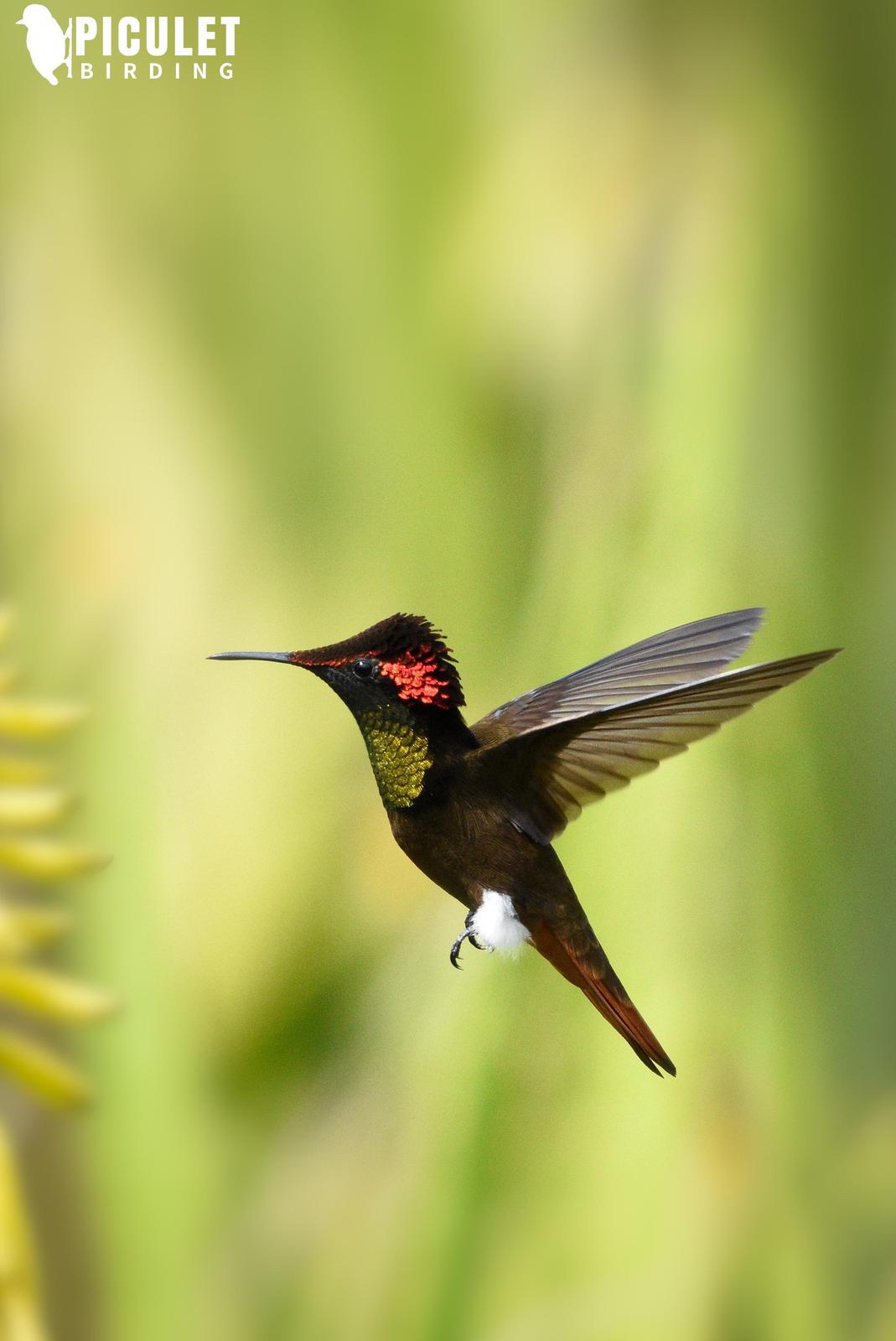 Ruby-topaz Hummingbird Photo by Julio Delgado