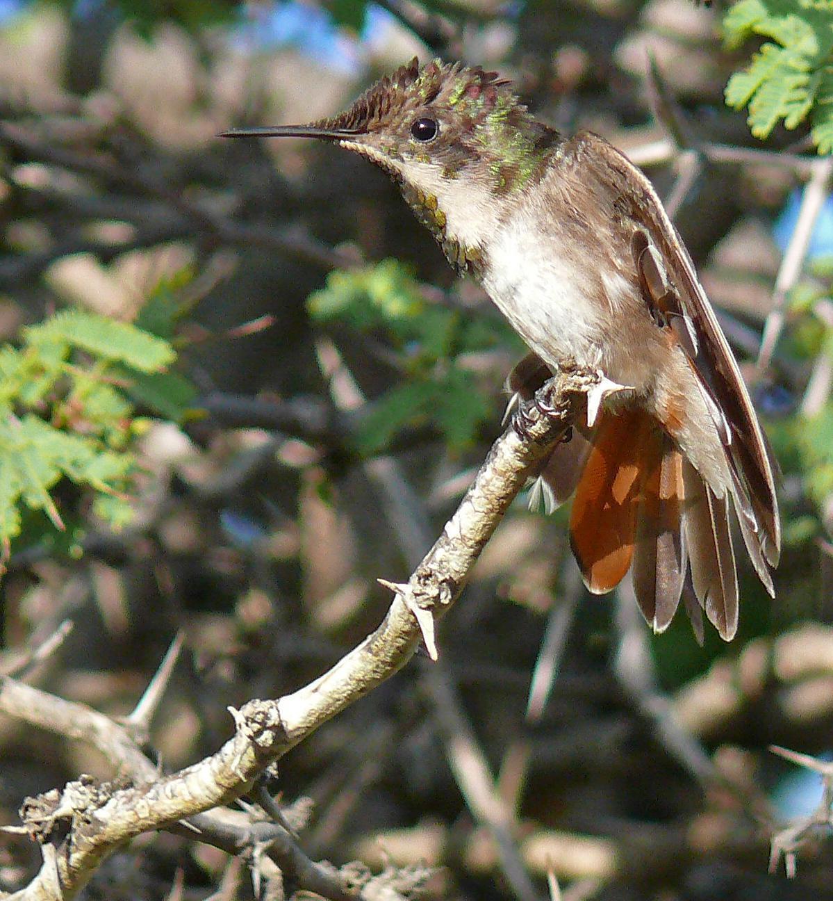 Ruby-topaz Hummingbird Photo by Steven Mlodinow