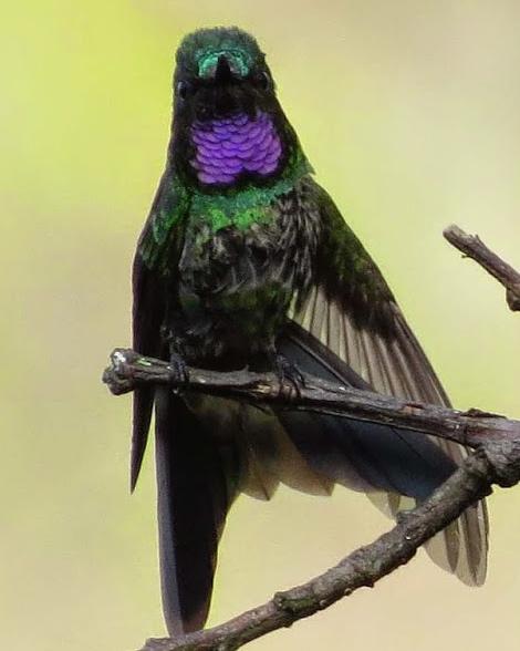 Purple-throated Sunangel Photo by Richard C. Hoyer