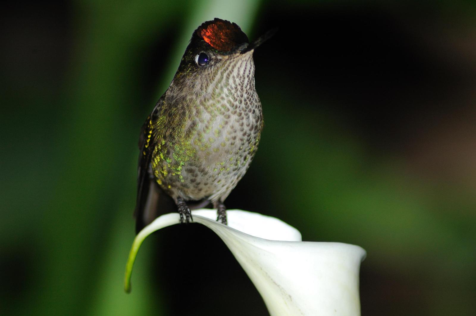 Green-backed Firecrown Photo by Cristian  Pinto