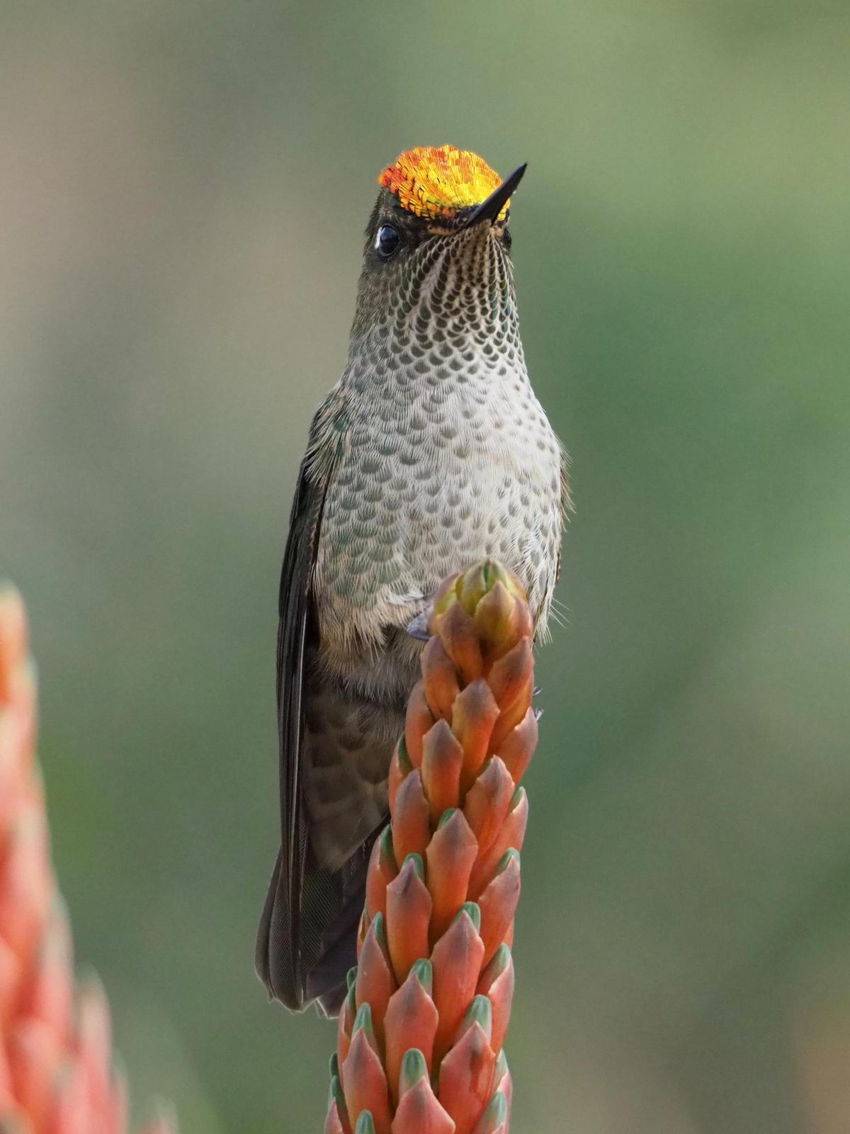 Green-backed Firecrown Photo by Tomas Nonnenmacher