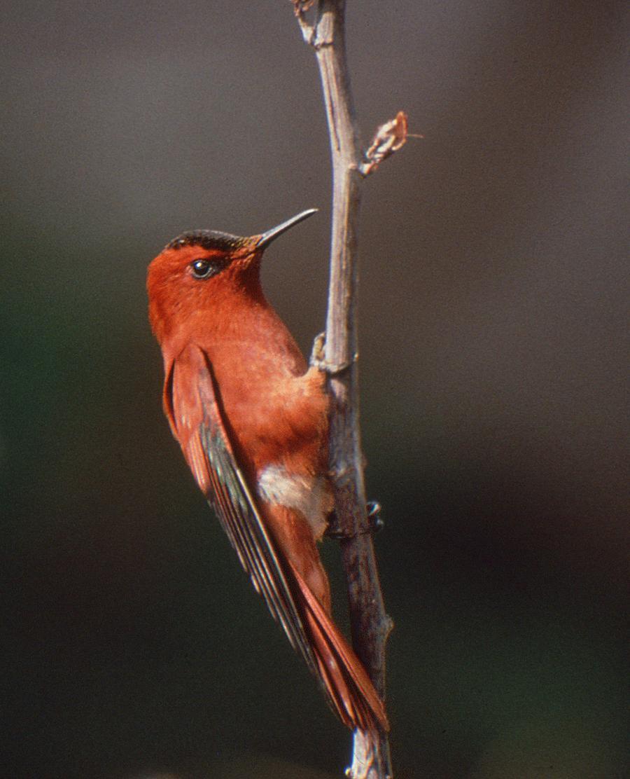 Juan Fernandez Firecrown Photo by Martin Reid