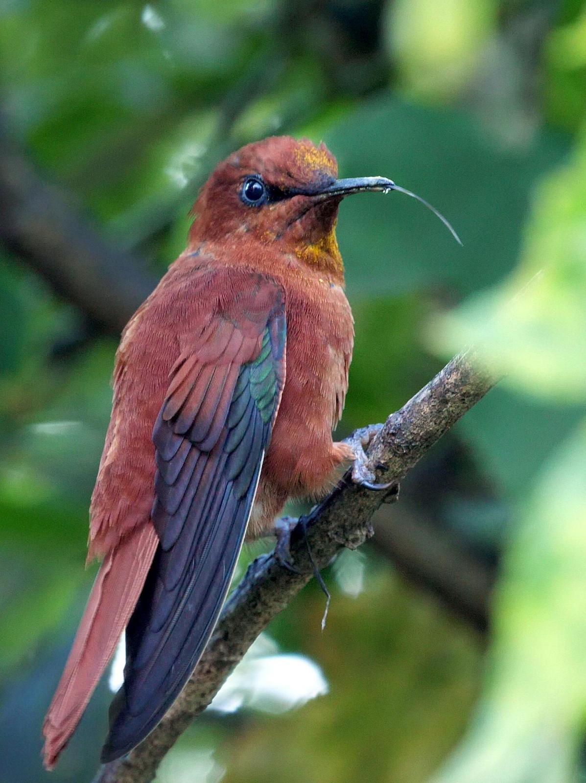 Juan Fernandez Firecrown Photo by Peter Edmonds