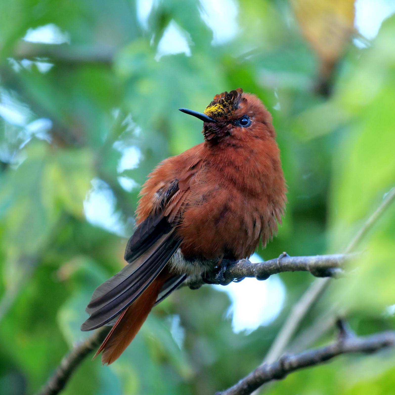 Juan Fernandez Firecrown Photo by Peter Edmonds