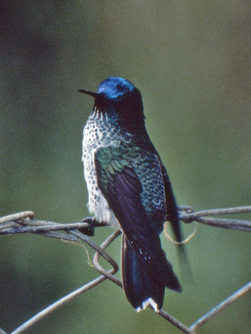 Juan Fernandez Firecrown Photo by Martin Reid