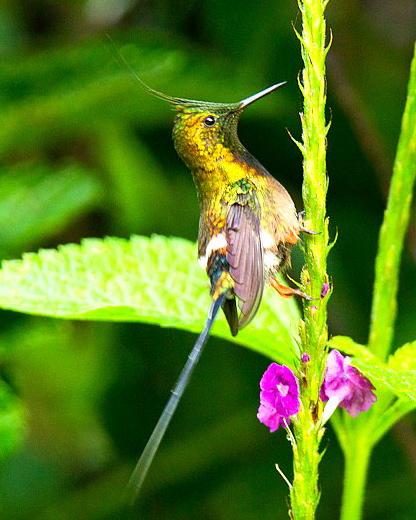 Wire-crested Thorntail Photo by Francesco Veronesi