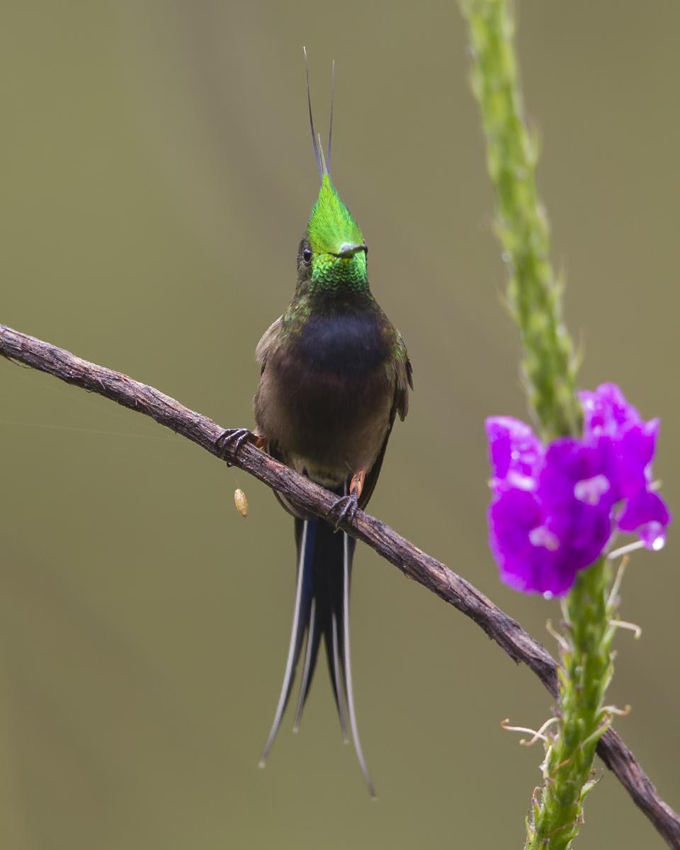 Wire-crested Thorntail Photo by Peter Hawrylyshyn