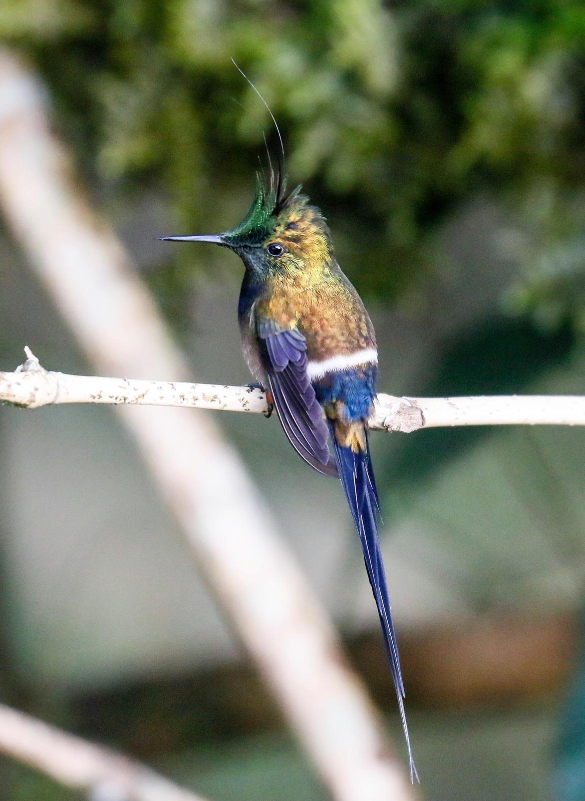Wire-crested Thorntail Photo by Thomas Driscoll