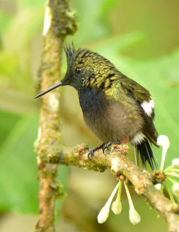 Wire-crested Thorntail Photo by Andrew Pittman