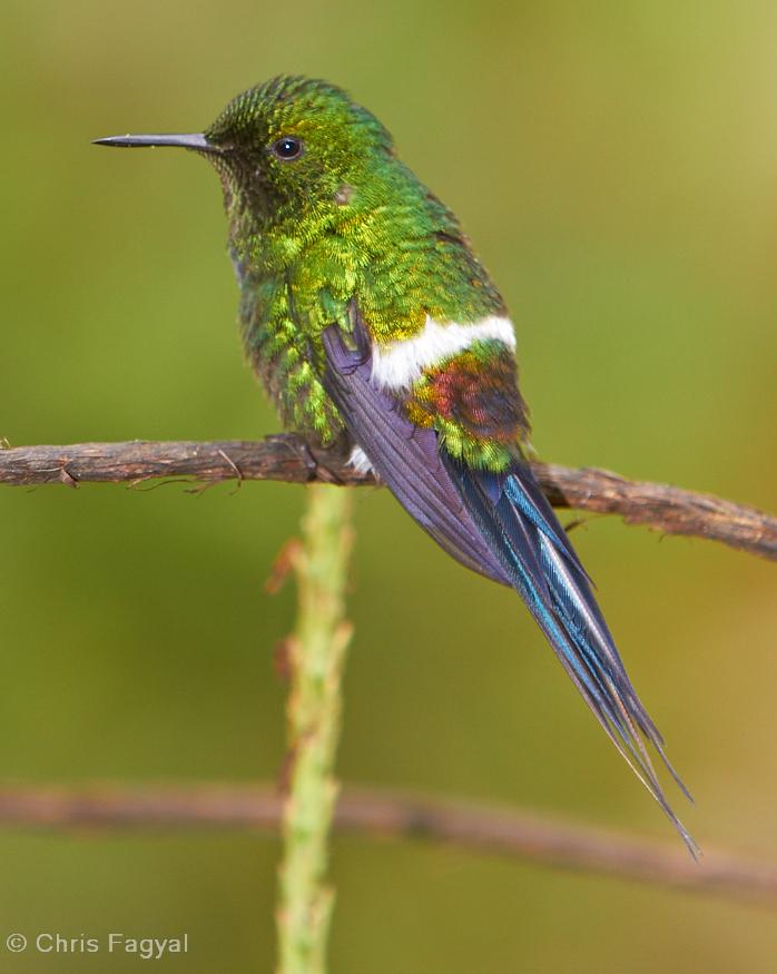 Green Thorntail Photo by Chris Fagyal