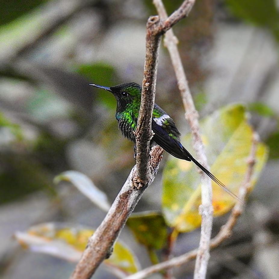 Green Thorntail Photo by Julio Delgado