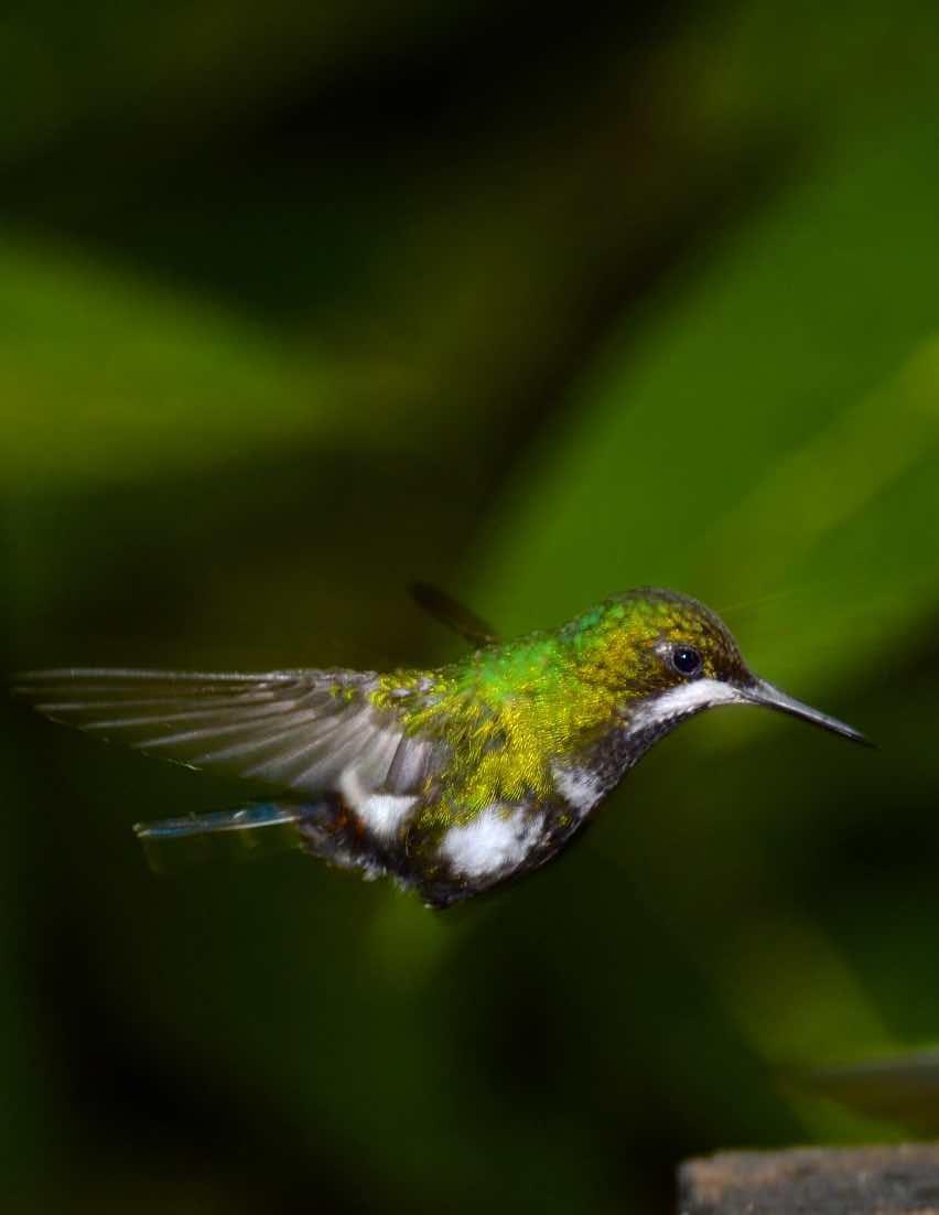 Green Thorntail Photo by Andrew Pittman