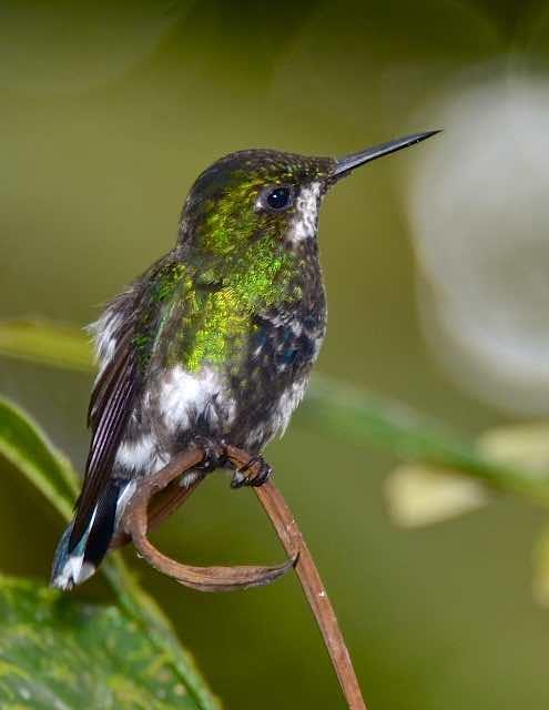 Green Thorntail Photo by Andrew Pittman