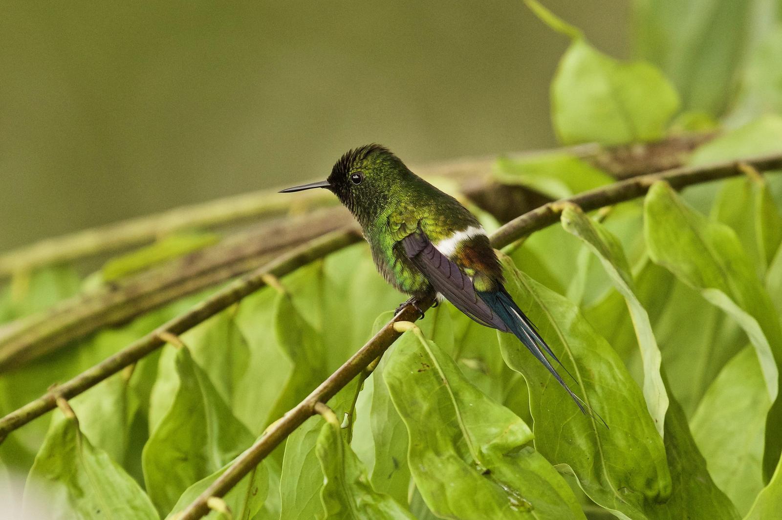 Green Thorntail Photo by  