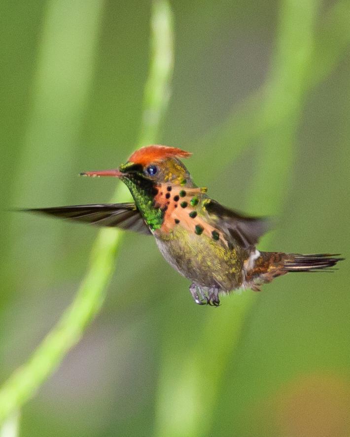 Tufted Coquette Photo by Robert Lewis