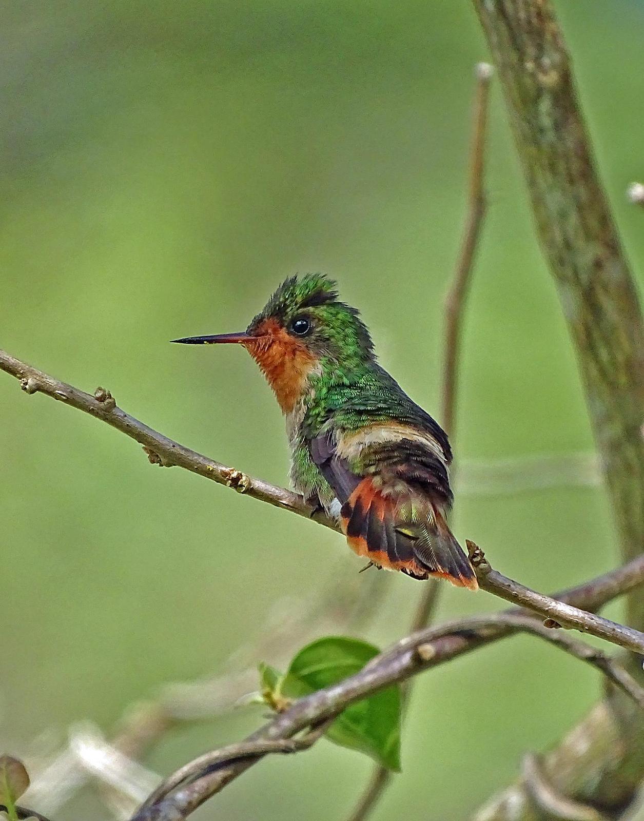 Tufted Coquette Photo by Robert Behrstock