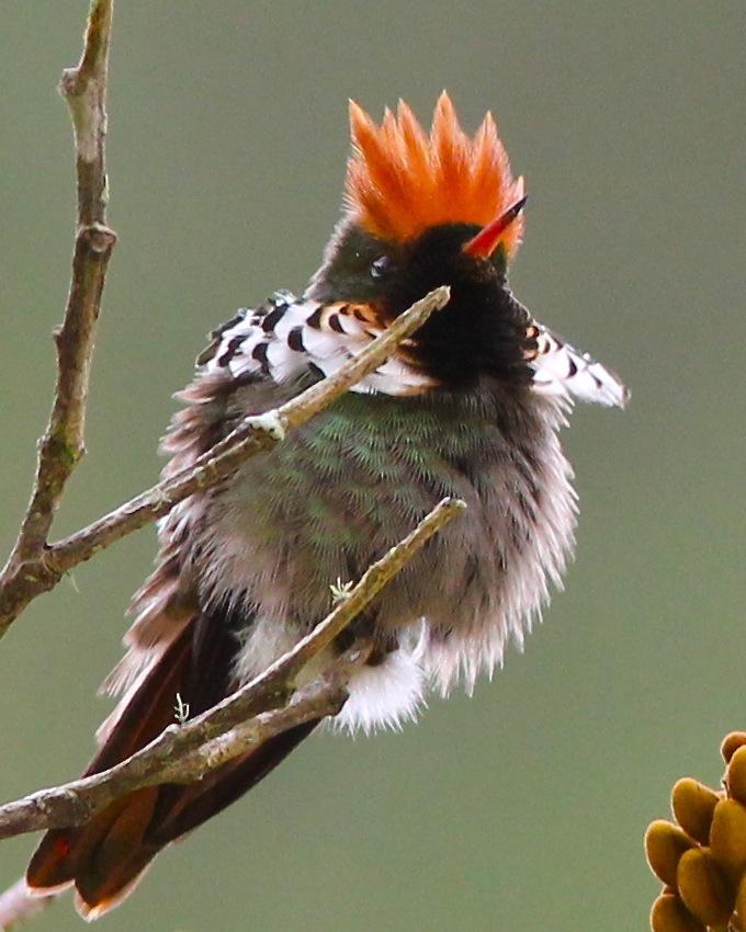 Frilled Coquette Photo by Dave Czaplak
