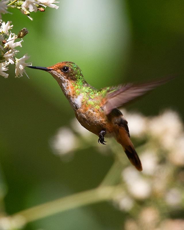 Short-crested Coquette Photo by Ryan Shaw