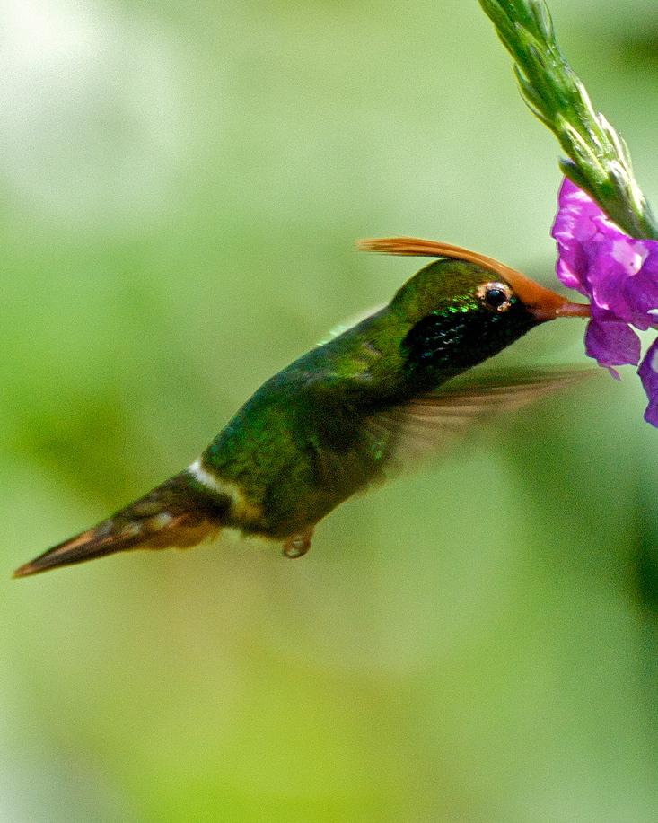 Rufous-crested Coquette Photo by Christian Nunes