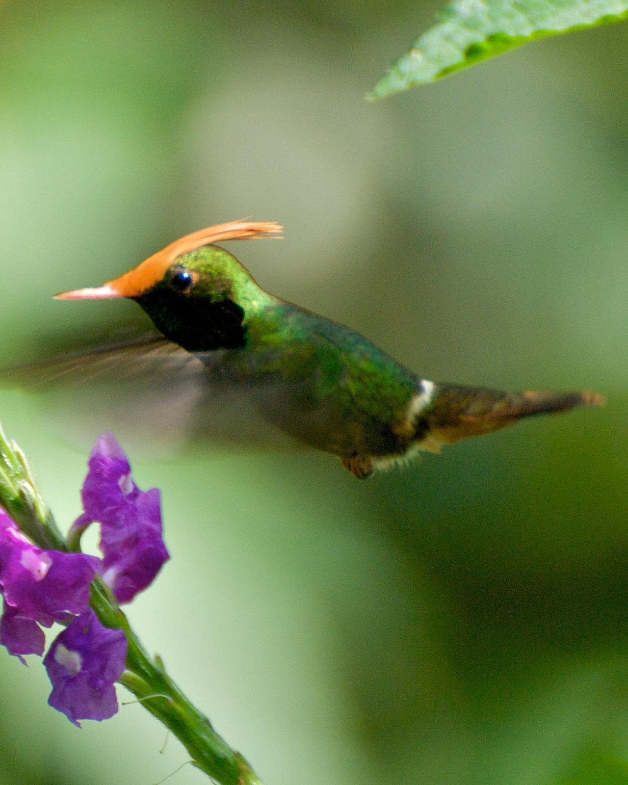 Rufous-crested Coquette Photo by Christian Nunes