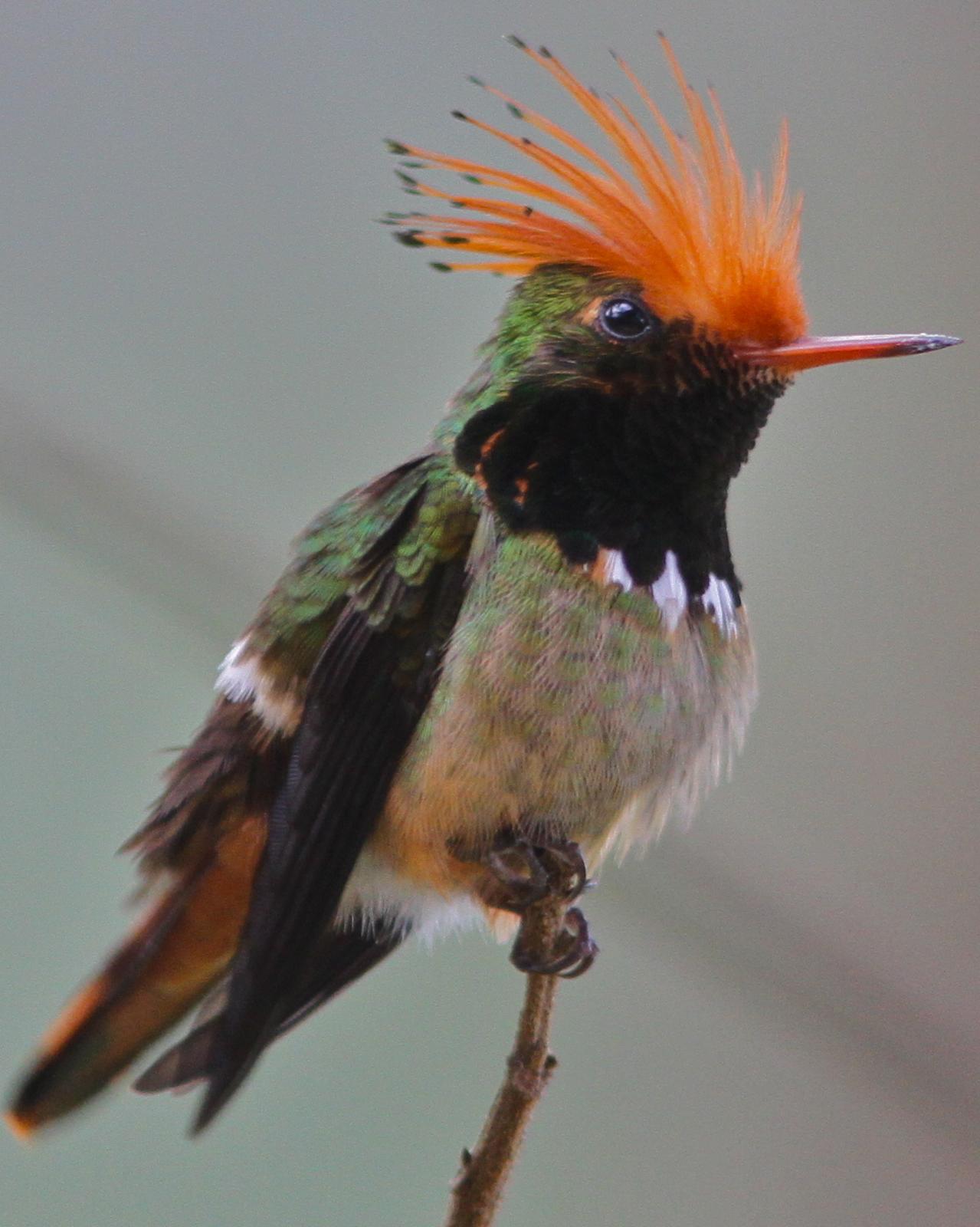 Rufous-crested Coquette Photo by Marcelo Padua