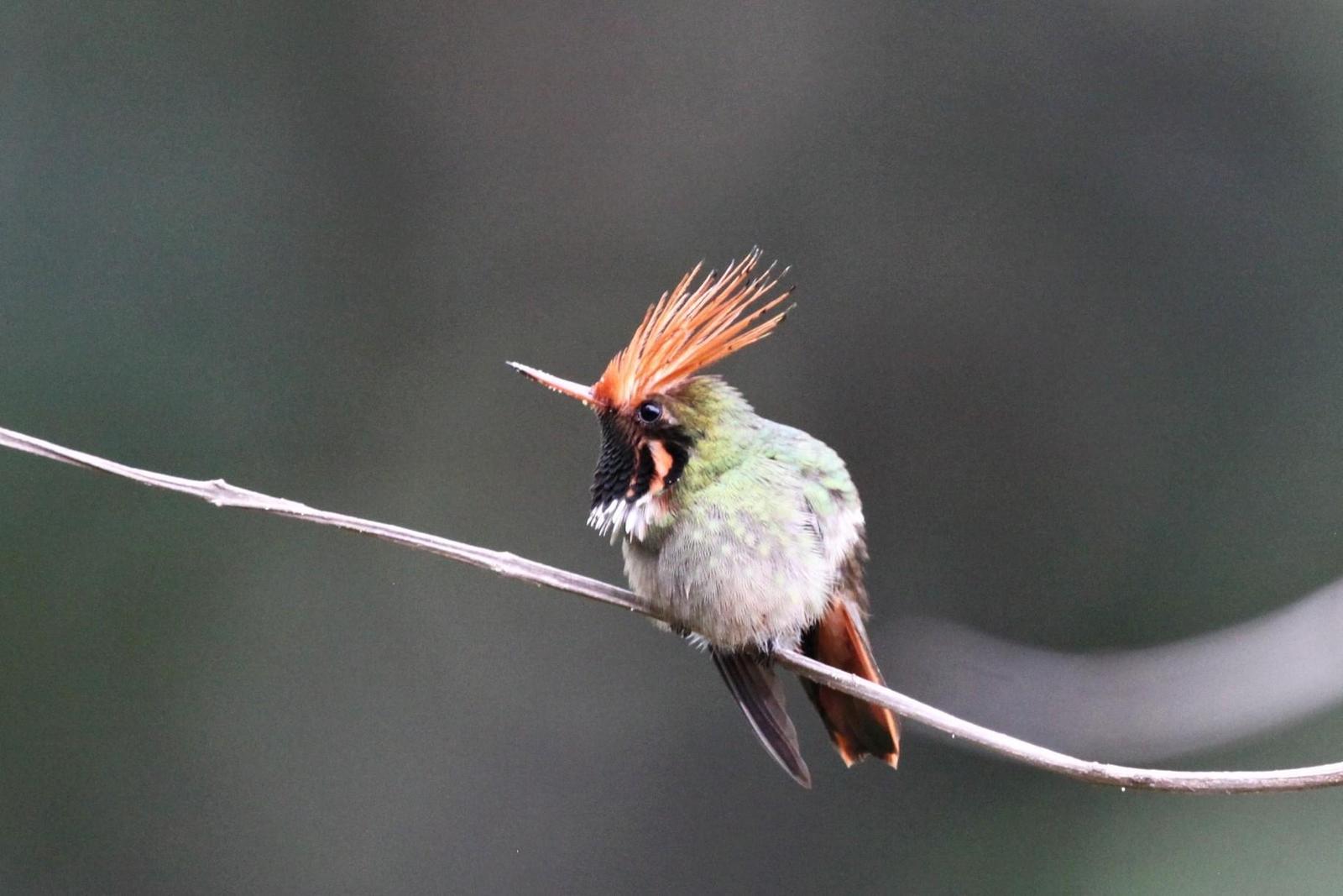 Rufous-crested Coquette Photo by Marie Z. Gardner
